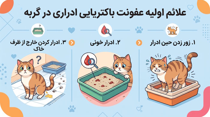 علائم اولیه عفونت باکتریایی ادراری در گربه