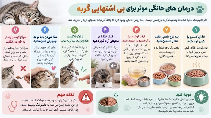 درمان های خانگی موثر برای بی اشتهایی گربه