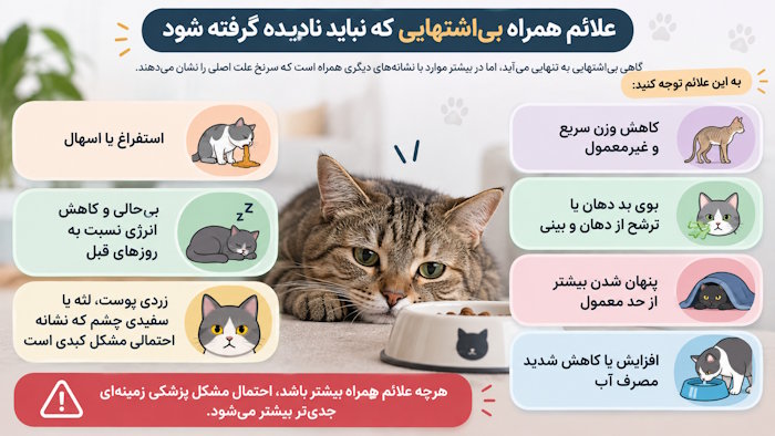 علائم همراه بیاشتهایی گربه که نباید نادیده گرفته شود