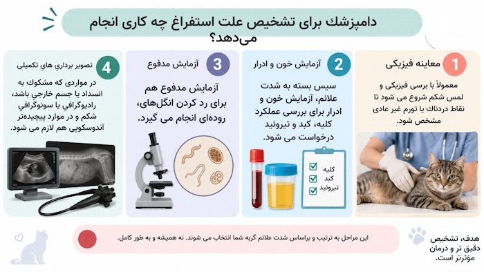 دامپزشک برای تشخیص علت استفراغ چه کاری انجام میدهد؟