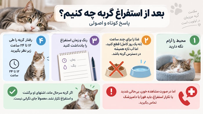 بعد از استفراغ گربه چه کنیم؟ پاسخ کوتاه و اصولی