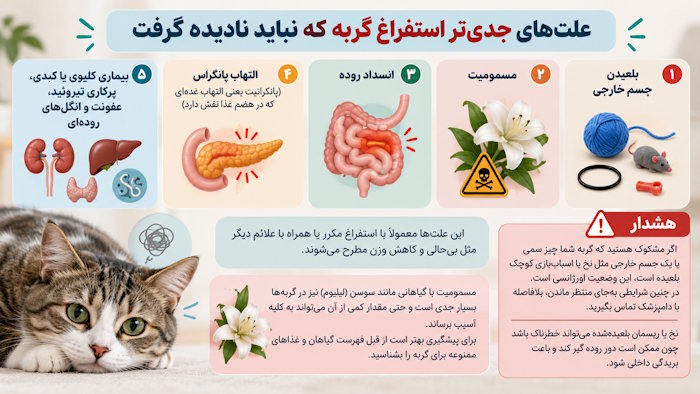 علتهای جدیتر استفراغ گربه