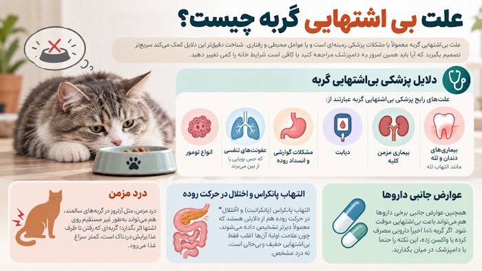 علت بی اشتهایی گربه چیست؟