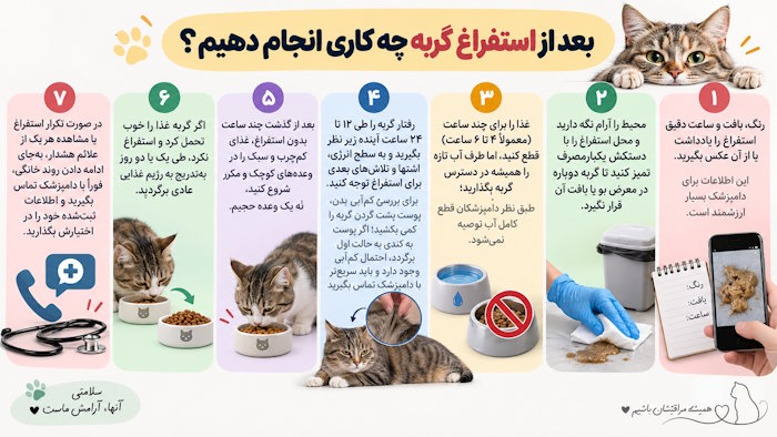 بعد از استفراغ گربه چه کاری انجام دهیم؟