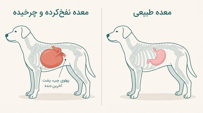 پیچخوردگی معده سگ (GDV)؛ مقایسه معده طبیعی و معده نفخکرده و چرخیده