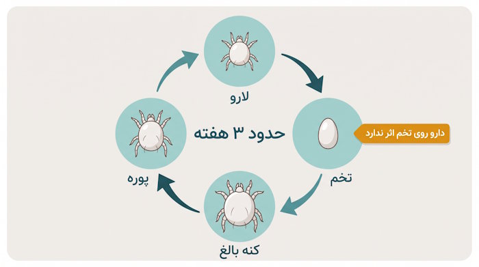چرخه زندگی کنه گوش گربه از تخم تا کنه بالغ در حدود سه هفته