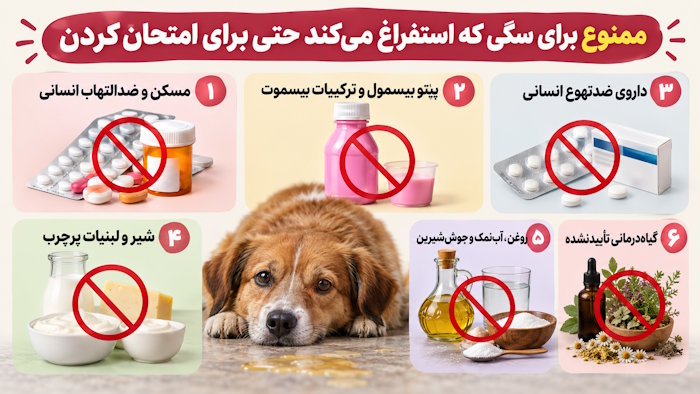هرگز به سگی که استفراغ میکند نباید بدهید