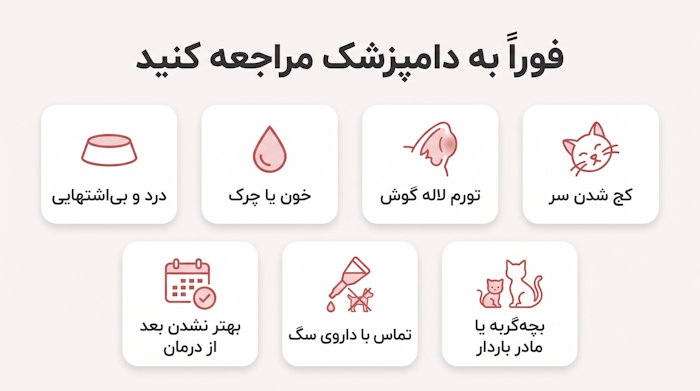 علائم اورژانسی جرب گوش گربه که نیاز به مراجعه فوری به دامپزشک دارد
