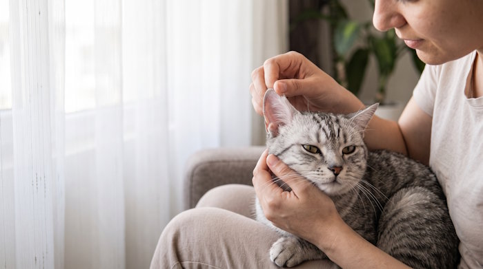 بررسی ماهانه داخل گوش گربه در خانه برای پیشگیری از جرب گوش