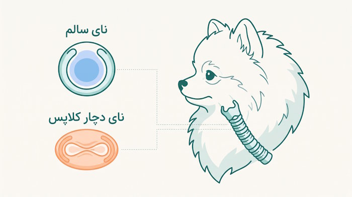 کلاپس نای در سگ نژاد کوچک؛ مقایسه نای سالم و نای صافشده